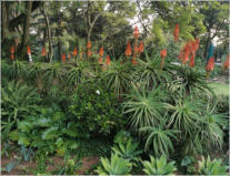 BigtreeBB - Dining, Flowers, Garden Wedding, Lapa