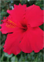 BigtreeBB - Dining, Flowers, Garden Wedding, Lapa