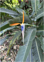 BigtreeBB - Dining, Flowers, Garden Wedding, Lapa