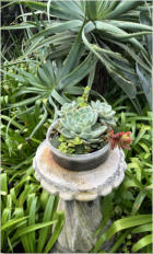 BigtreeBB - Dining, Flowers, Garden Wedding, Lapa